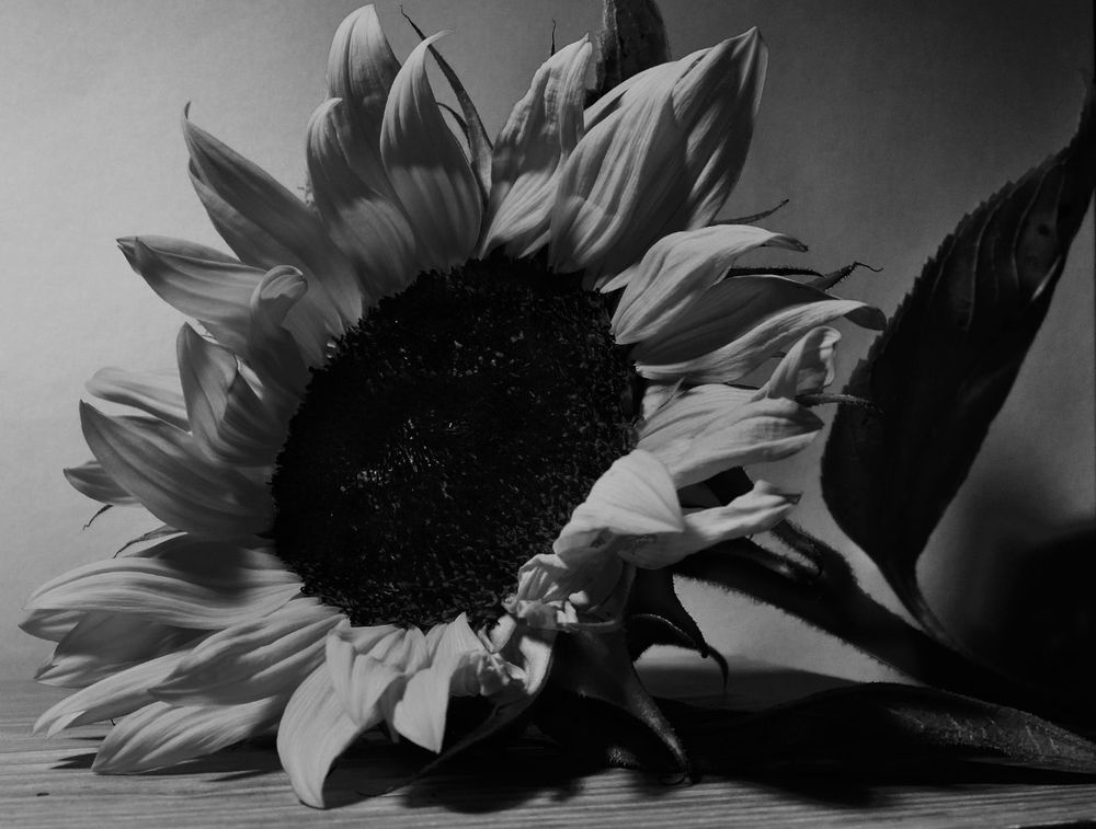Shadowy sunflower photograph