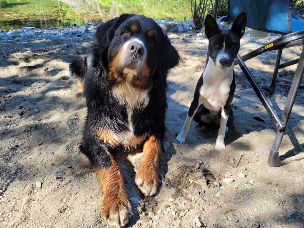 small basenji next to a large burnese mountain dog
