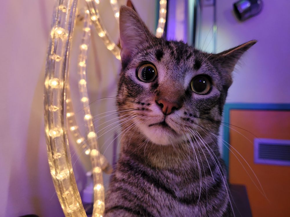 A crazy looking tabby cat