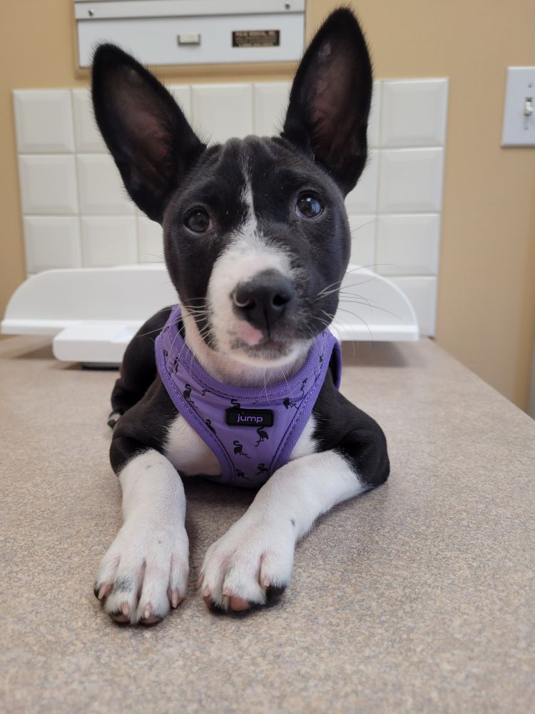 Basenji puppy