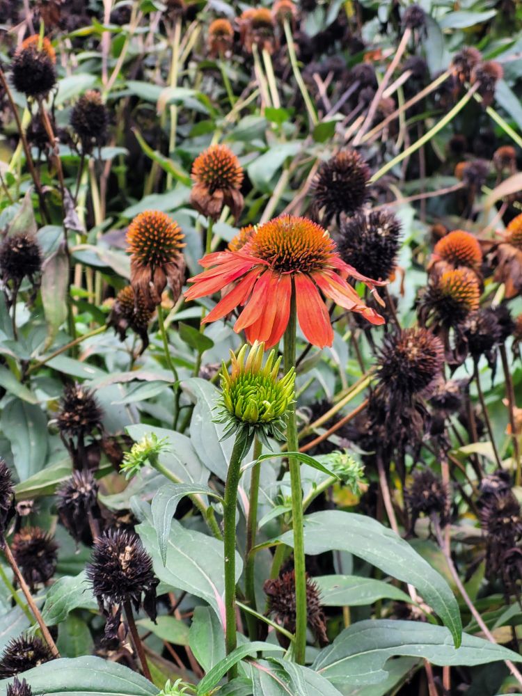 Flower, last one standing