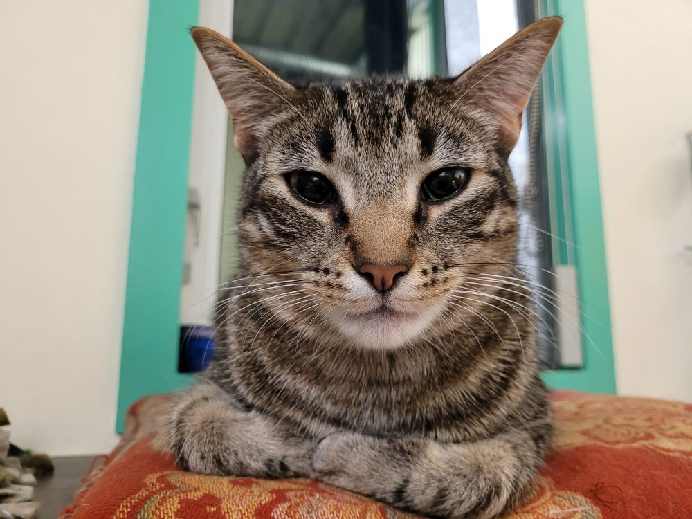 Tabby cat photo
