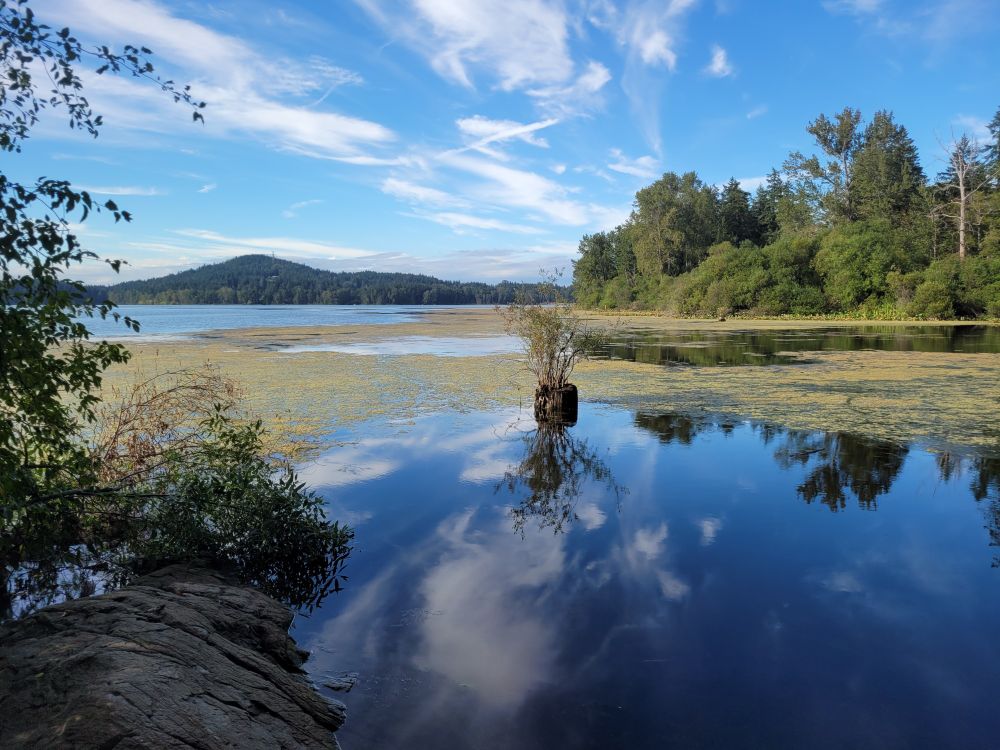 A marshy lake, sky reflected, trees