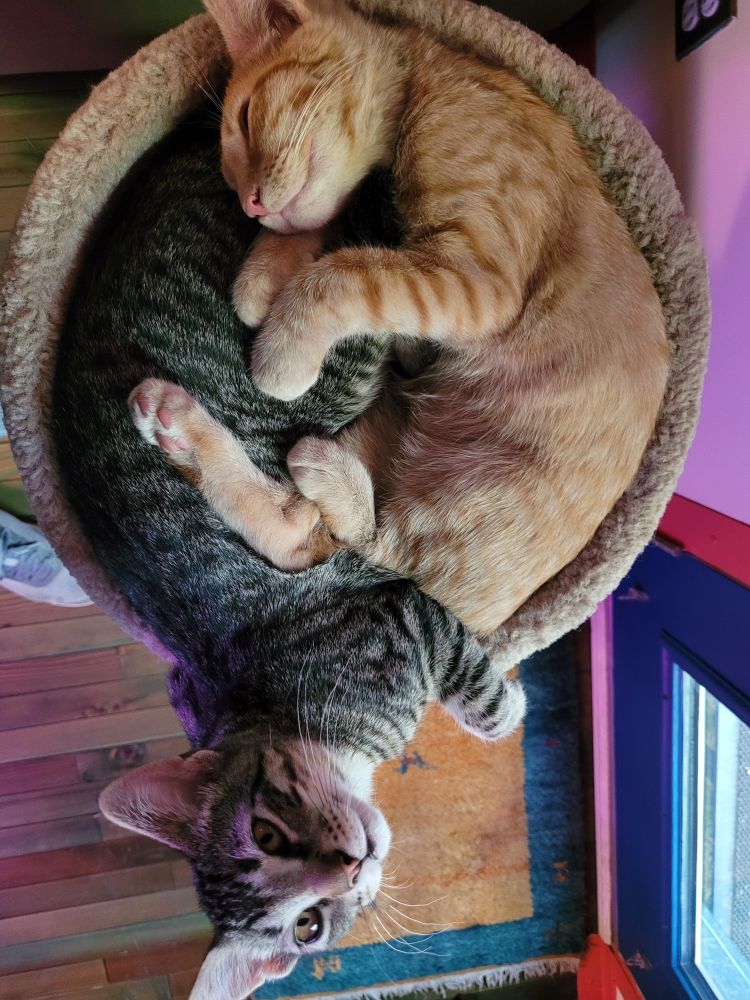 cuddling tabby cats, one orange and one grey