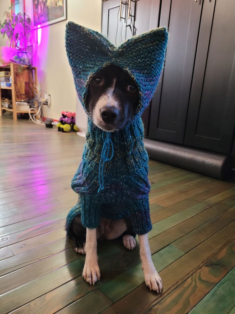 A basenji wearing a hat