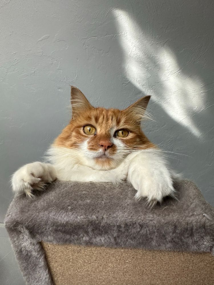 This cat left his brain in the barn he was born in. Image is a long haired orange tabby looking down from the top of the cat tree. 