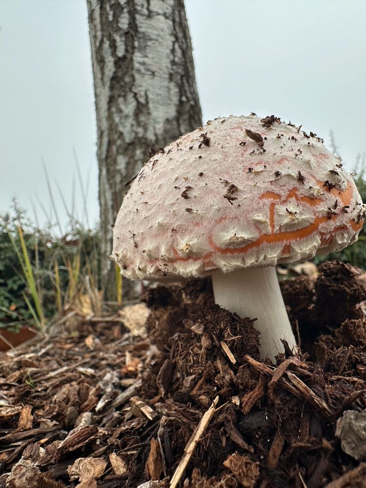 A white and orange mushroom grows out of the bark with a tree in the background. 