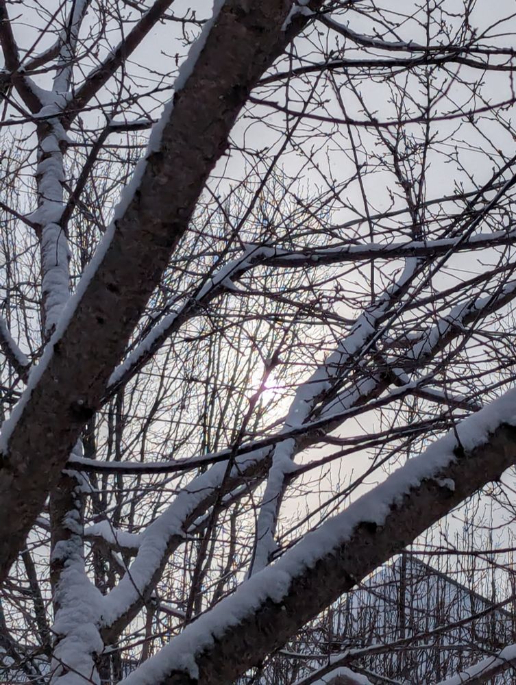 Tree branches topped with snow backlit by the sun. Rooftop in the background near the bottom.