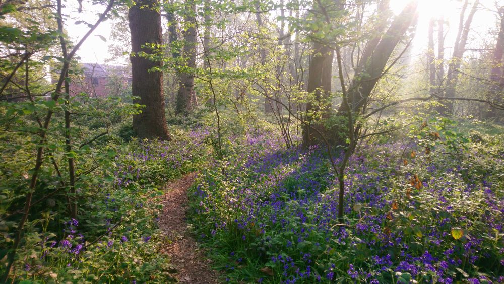 This photo by Jack Greenwood shows a path leading through woodland.
Sunlight is coming through the branches of trees on the right.
Bluebells are scattered around the forest floor. 