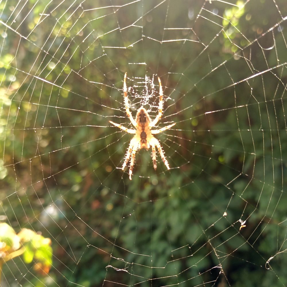 This photo by Jack Greenwood shows the underside of a garden spider on its Web, this time the Web can be seen because of the sunlight hitting it. 