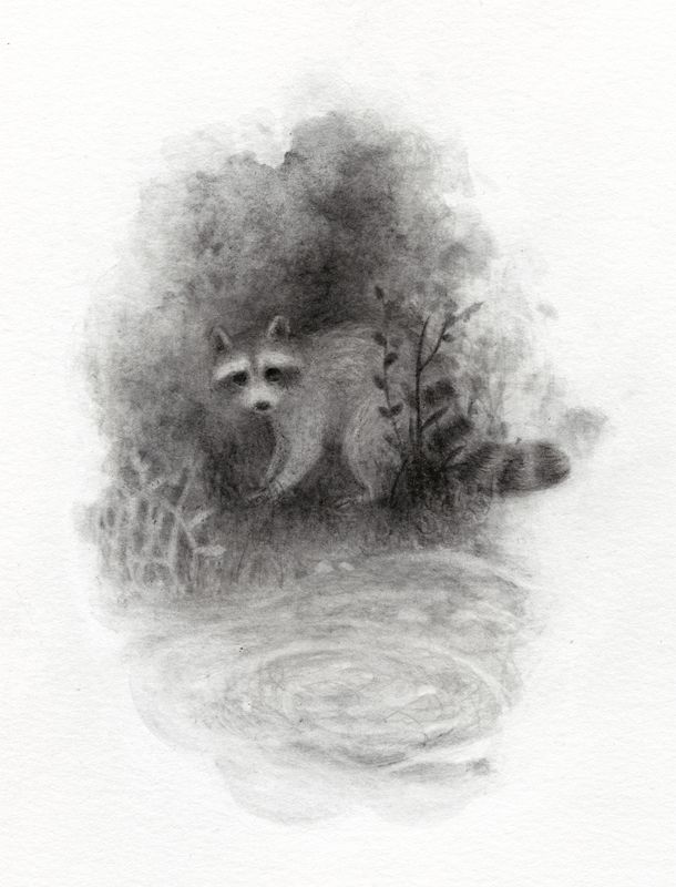 dessin d'un raton laveur au bord d'un plan d'eau