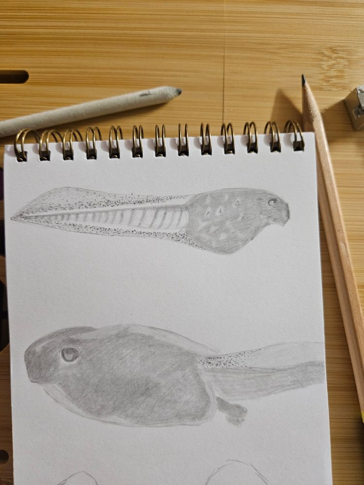 Two very rough sketches of tadpoles on a small sketch pad with pencil and smudger and sharpener just in frame, all on a wooden desk