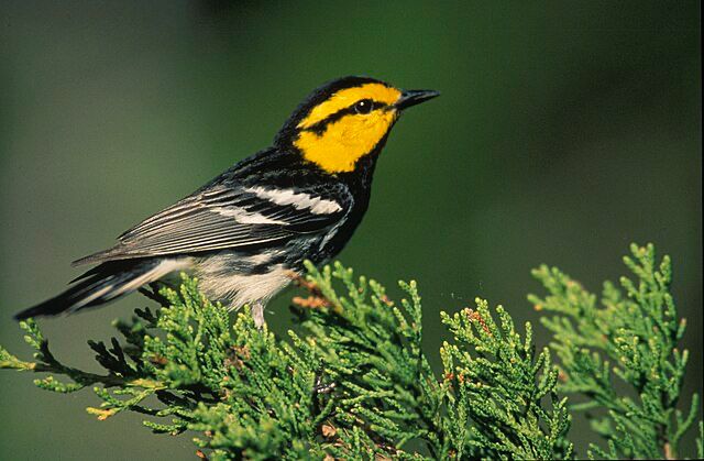A golden-cheeked warbler perched on a tree. This small bird has a deep yellow mustard-colored frontal mask and black plumage on its upper head, neck, and breast. Its belly is white, and its wings are covered in black and white feathers.