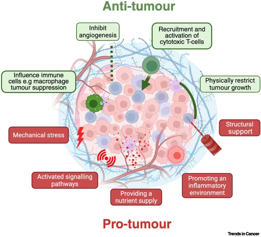Image Source:
https://www.cell.com/trends/cancer/fulltext/S2405-8033(25)00126-8

Figure 1 Key anti- and protumour functions of the extracellular matrix (ECM).

Antitumour functions are shown in green and protumour functions are shown in red.
