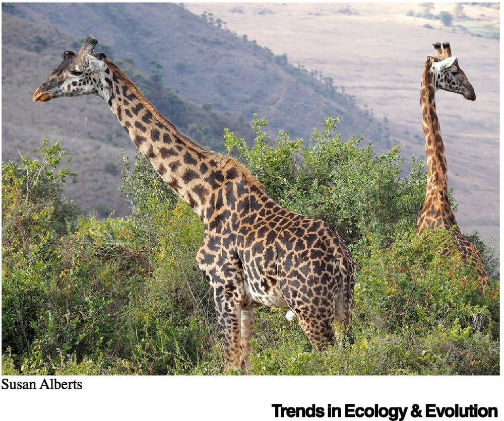 Image Source:
https://www.cell.com/trends/ecology-evolution/fulltext/S0169-5347(25)00250-2

Figure II Masai giraffes (Girafa camelopardalis). Credit: Susan Alberts.