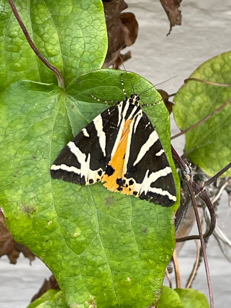 Jersey Tiger Moth