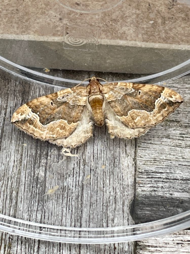 Dark Spinach moth