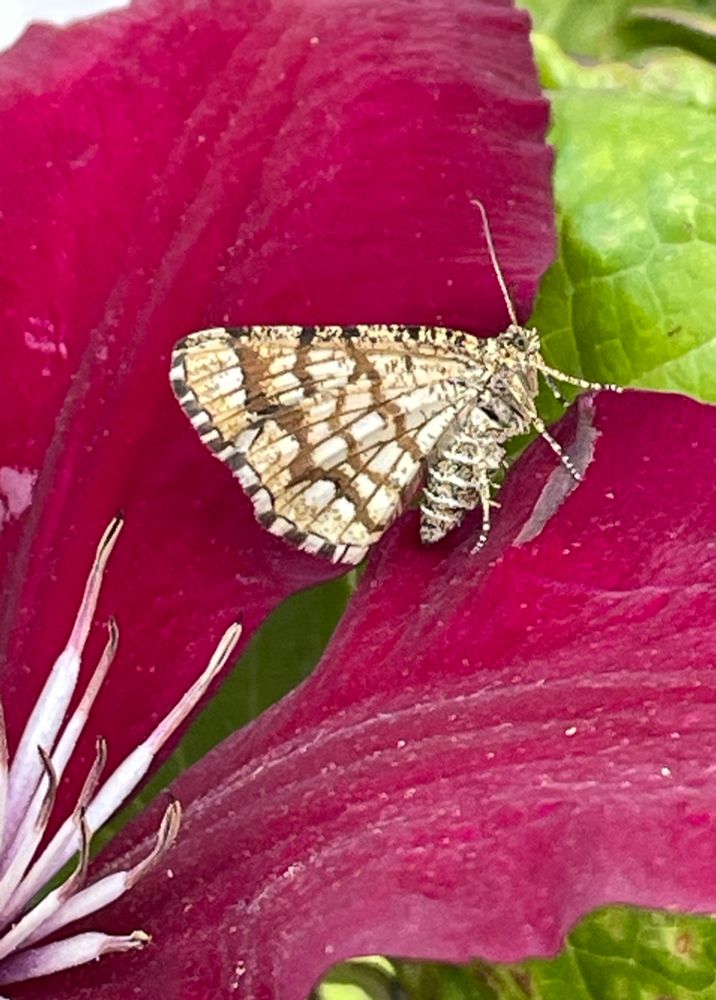 Latticed Heath moth on Clematis flower 