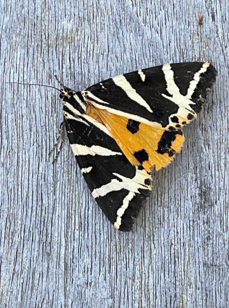 Jersey Tiger Moth