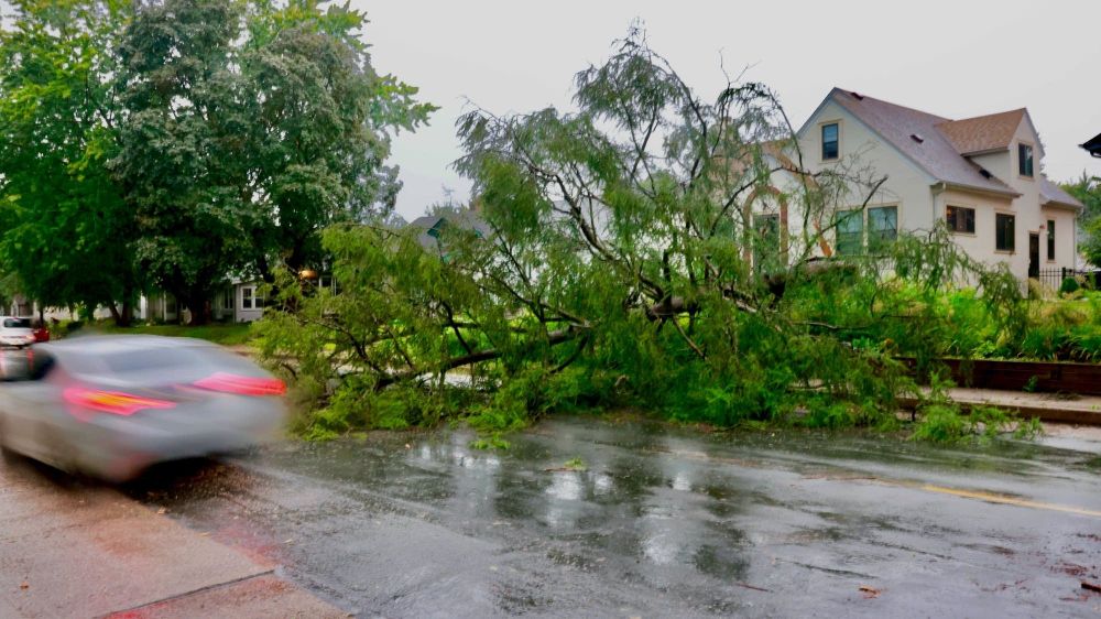 After storms topple mature trees, city of Minneapolis reminds residents of low-cost tree program