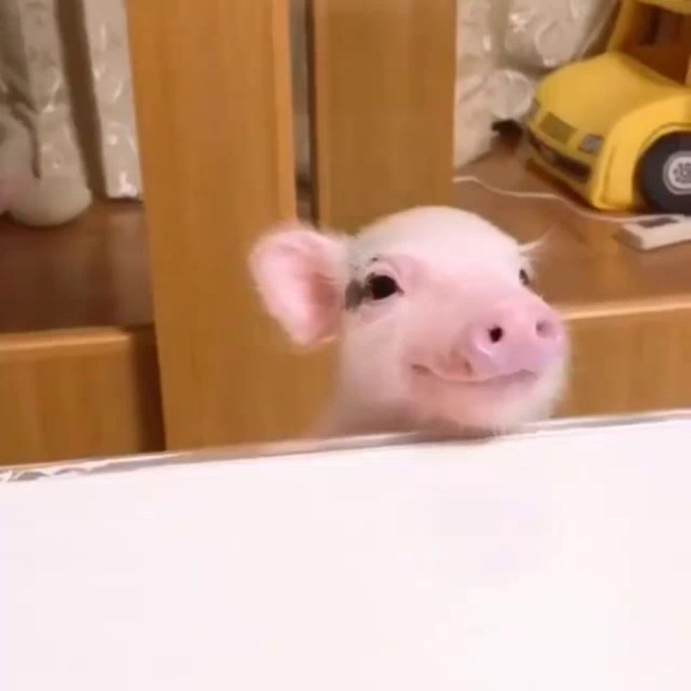 a small pink pig is smiling at the camera while looking out of a window .