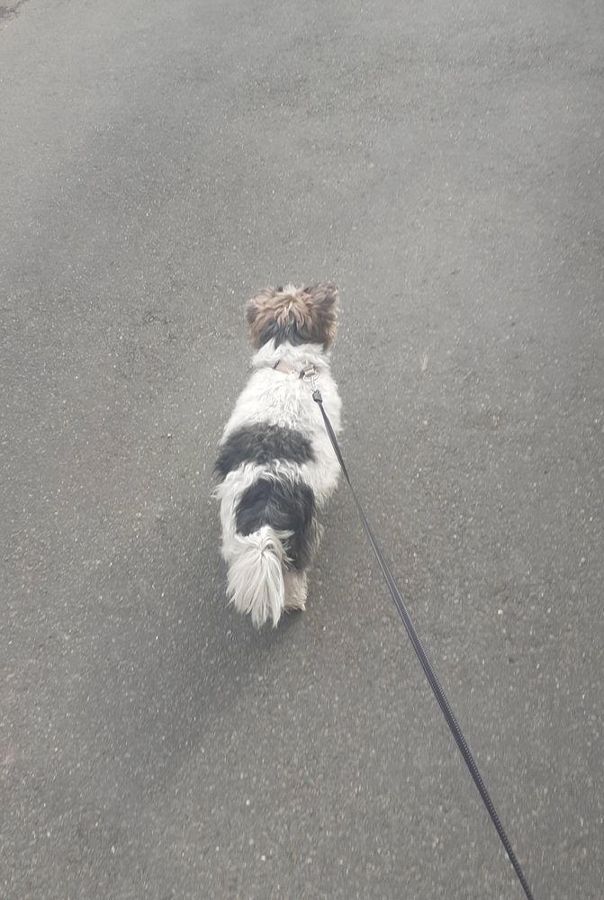 Weißer Hund mit braunen Ohren und schwarzen Flecken im Fell geht an der Leine spazieren.