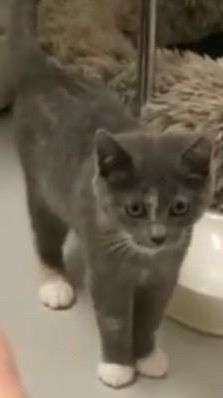 A zoomed-in photo of a 13-week-old kitten, standing and looking slightly below the camera. Her paws are white and the rest of her fur is a calico patterns that’s so muted in saturation that she basically looks grey.