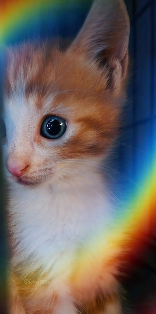 Orange and white kitten with blue eyes with a rainbow filter looking out from a crate waiting to be adopted 