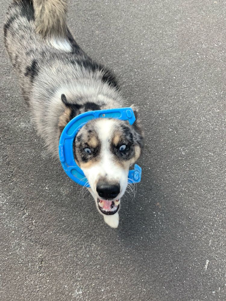 picture of my grey husky named cody, he’s walking on the pavement with a blue plastic horseshoe in his mouth, with part of it around his head.
