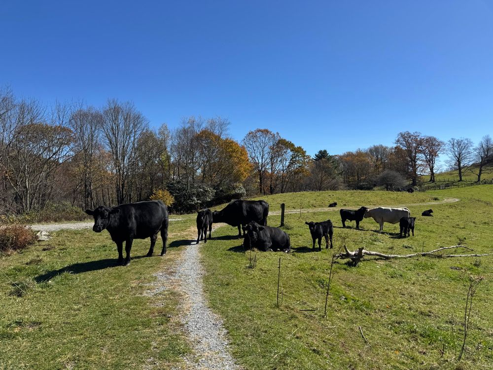 Cows blocking the hiking trail on a clear day.