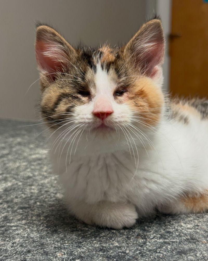 Close-up of a small kitten with fluffy white, orange, and black fur, sitting on a gray carpeted surface. The kitten has no visible eyes and slightly curved front paws, appearing calm and content in a softly lit indoor setting.