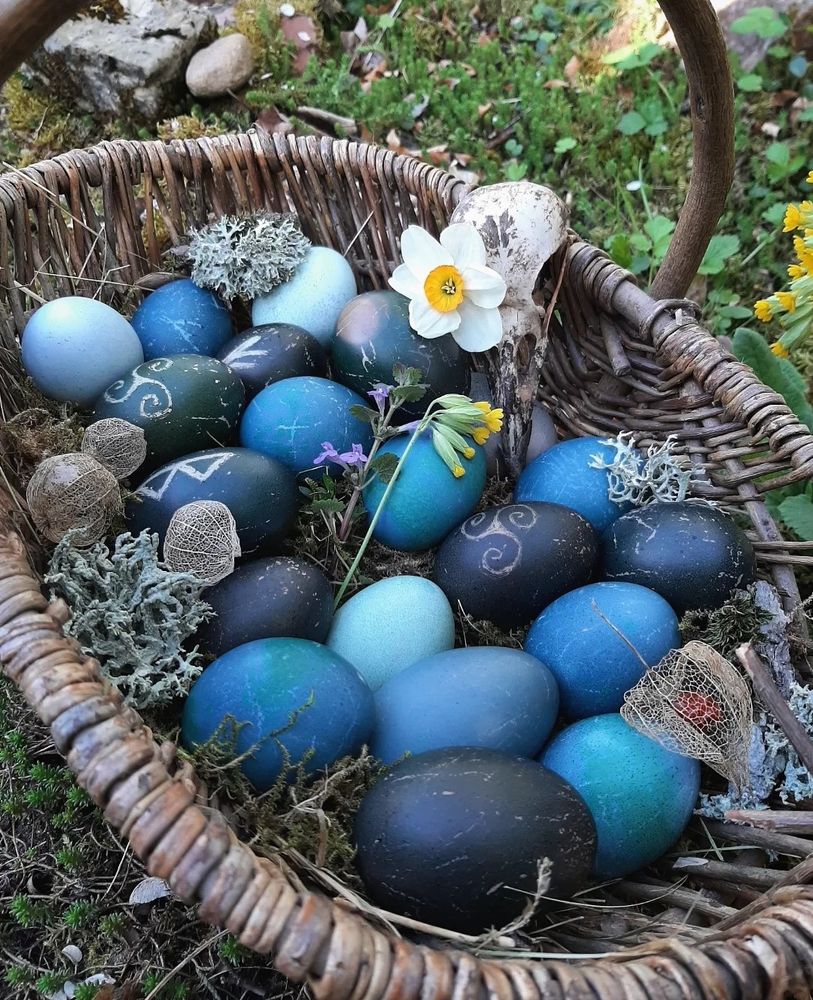 Heidnisches Osternest mit selbstgefärbten blauen Eiern (Rotkohl-Sud), dazu ein Rabenschädel, in dessen Augenhöhe eine Narzisse steckt, sowie Schlüsselblumen, Gundelrebe, Flechten und vertrocknete Fruchtstände der Lampionblume. Manche Eier sind mit in die Schalen geritzten Runen und Triskelen verziert.
