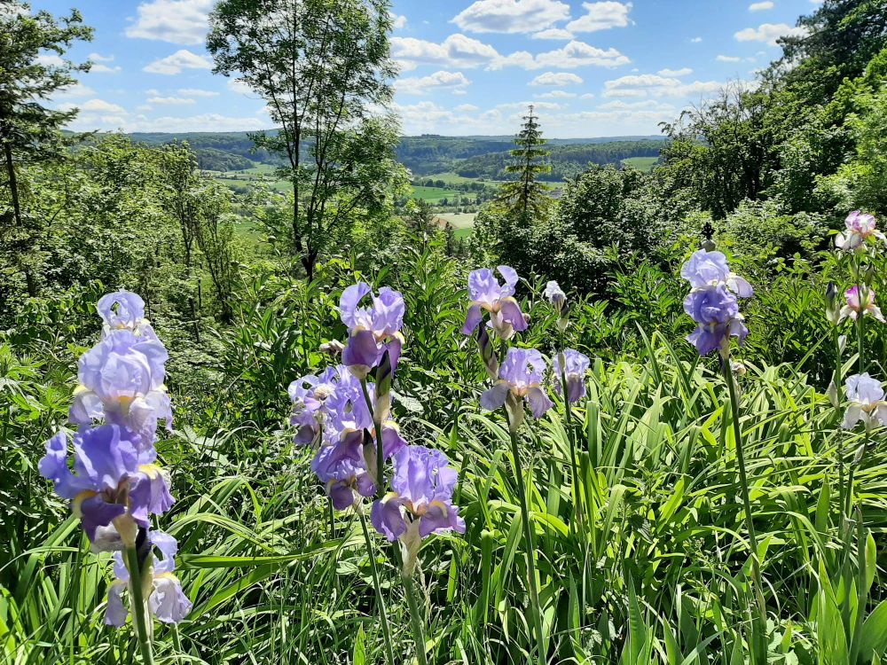 Landschaft bei Burg Brandenstein bei herrlichstem Maiwetter. Im Vordergrund eine Reihe lavendelfarben blühende Schwertlilien im naturbelassenen Burggarten.