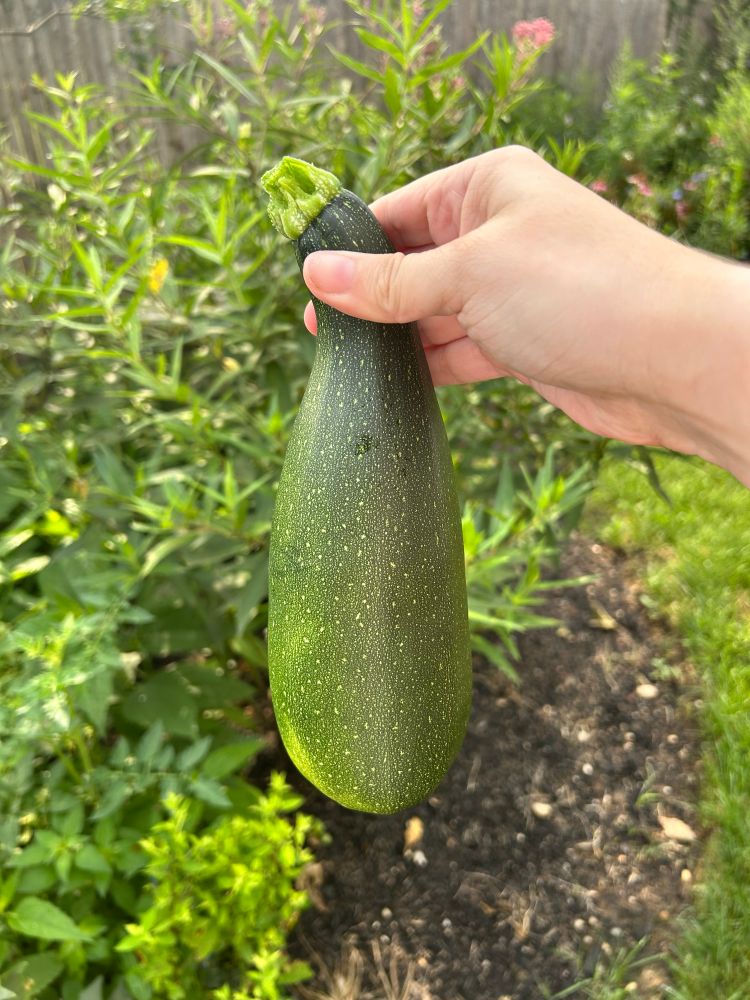 A picture of my hand holding a ripe zucchini in front of my garden.