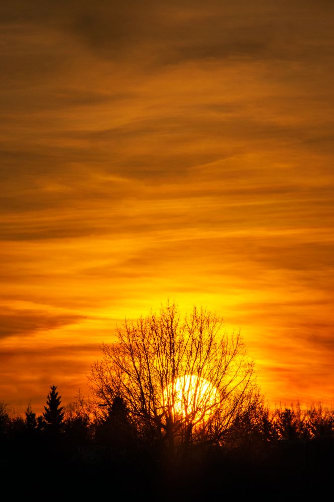 The sun dips behind a leafless tree. 