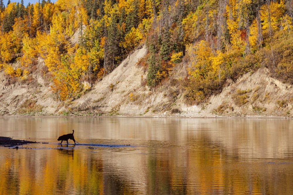 My dog in autumn splendor on the North Saskatchewan River. 