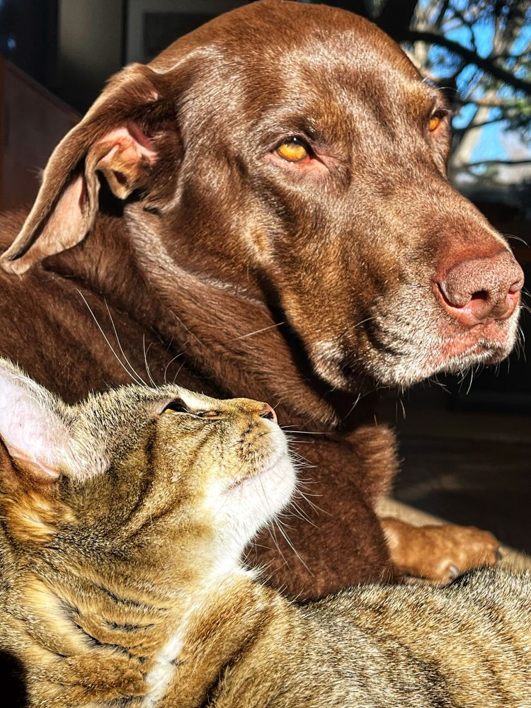 My cat stares at my dog. 
