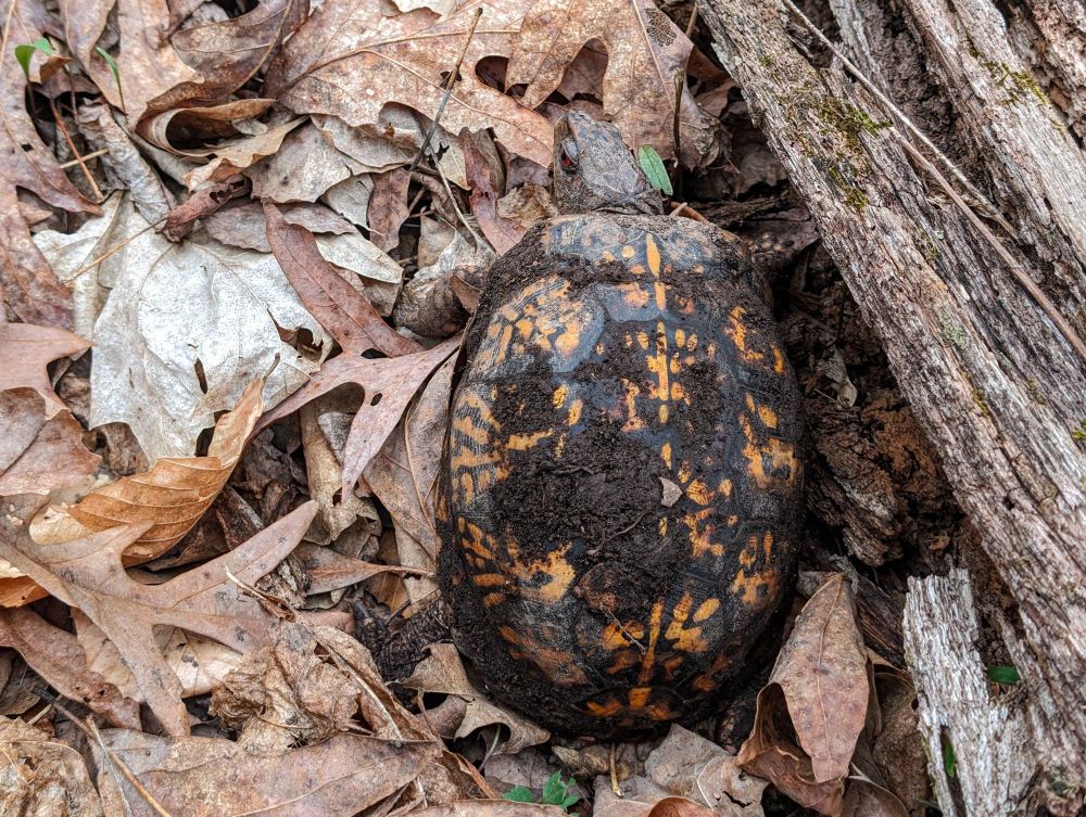 An Eastern Box Turtle crawled out from under a rotting log. Turtle still has dirt on its back left from its hiding spot.
