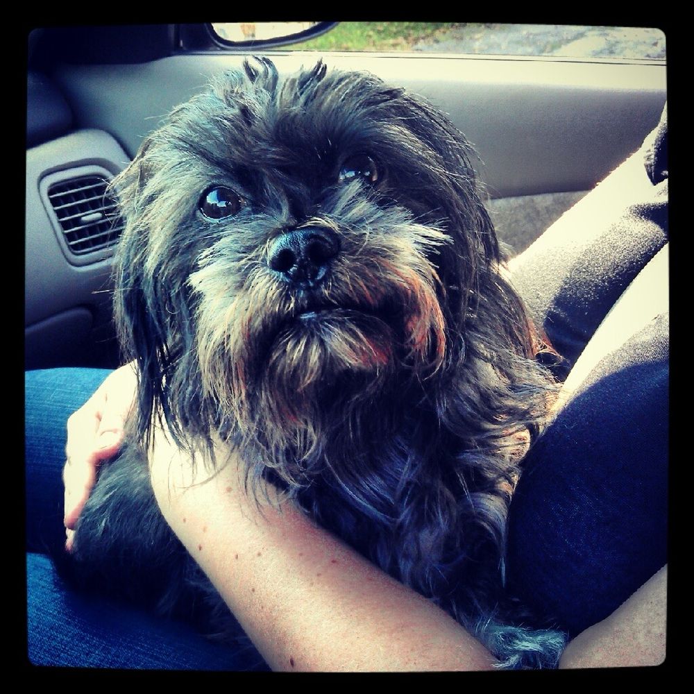 Our dog sitting on my wife’s lap. 