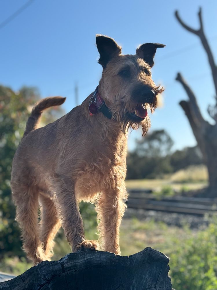 Irish Terrier looking majestic on a fallen log