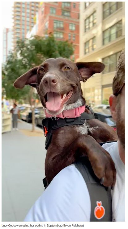A smiling brown dog with airplane ears, being carried in a backpack, on a sidewalk in NYC. The caption is: Lucy Goosey enjoying her outing in September.