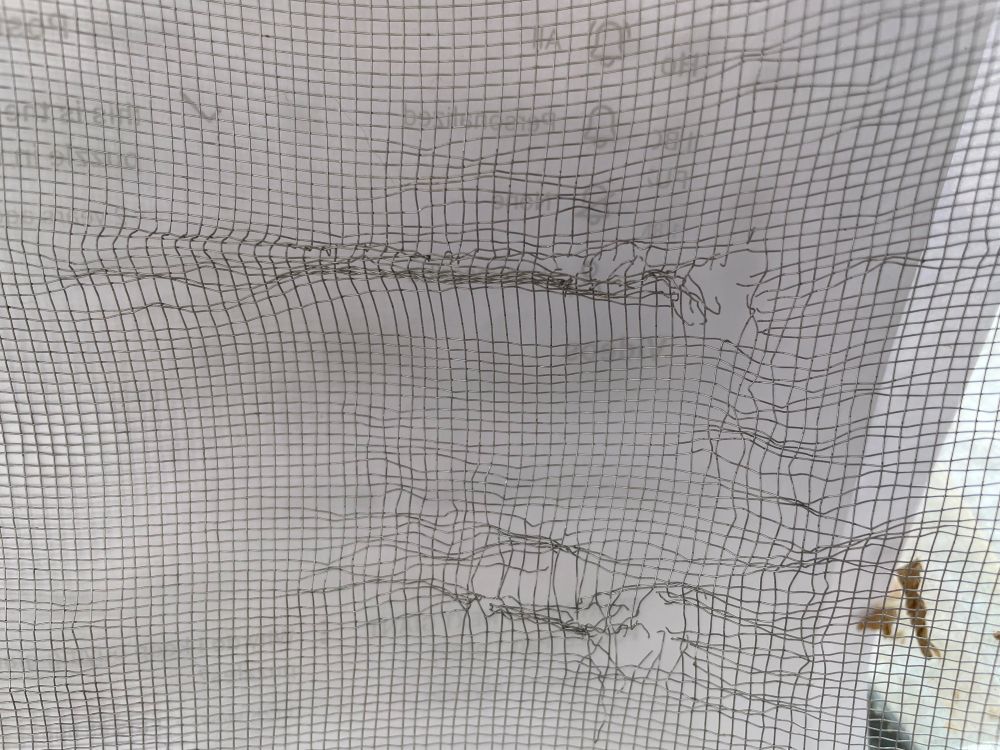 Metal screen that gerbil teeth and claws have torn up.