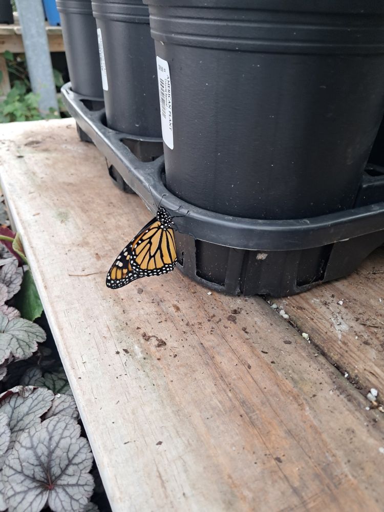 A newly emerged monarch butterfly on a flat of perennials at a garden store.