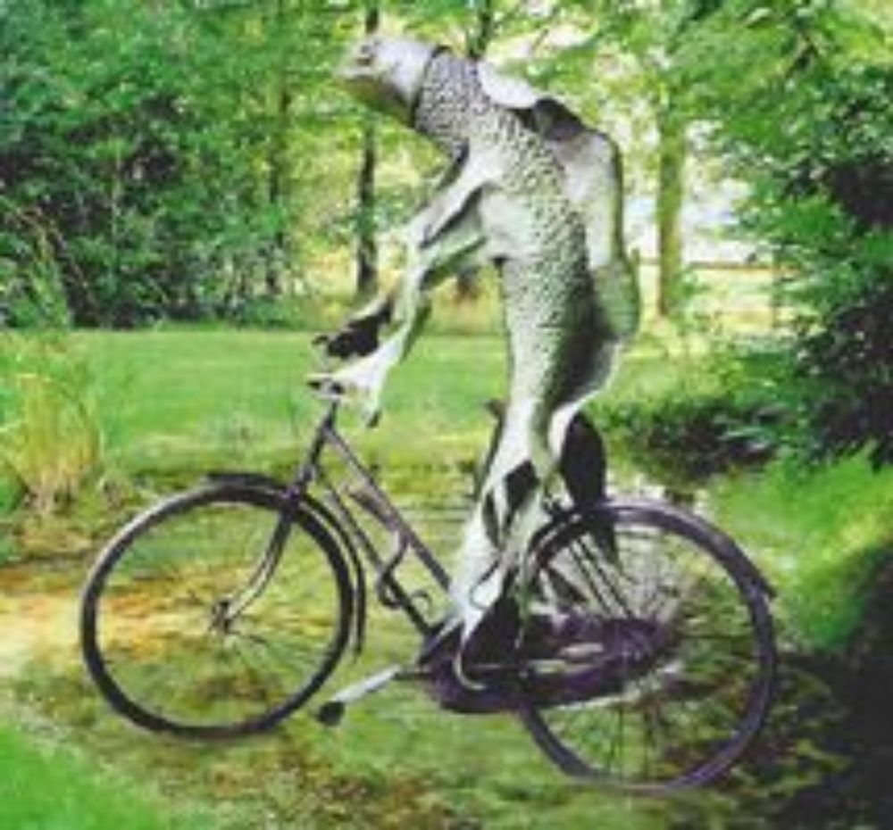 Fish on a Bicycle - RACSTL