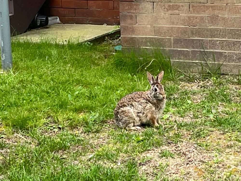An eastern cottontail rabbit sitting in a grassy area near a building.