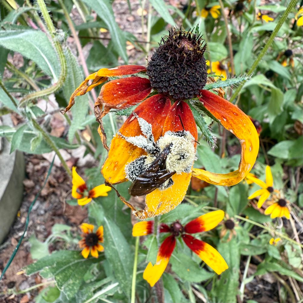 A large bee covered in pollen is resting on the petals of a black eyed susan flower with a large center cone. The petals change from red to orange to yellow from the center outwards.