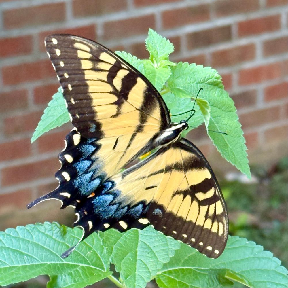 A majestic Eastern Tiger Swallowtail butterfly. It has yellow wings with black tiger stripes and blue markings near the tail end 