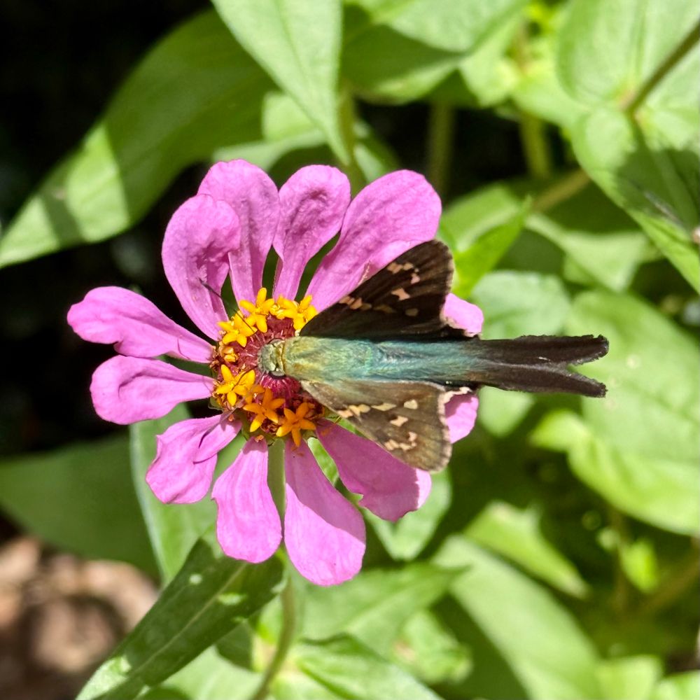 A butterfly with dark wings with light speckles, a green torso, and long tail wings is sitting in the middle of a pink zinnia blossom