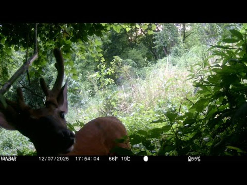 Deer at the Earth & Spirit Center