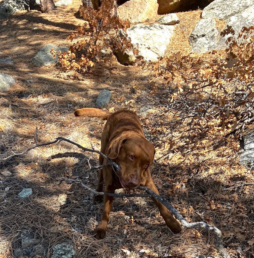 A Chesapeake Bay retriever plays with a dry tree branch.